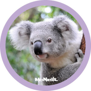 McNeill McAddy Dschungel Koala